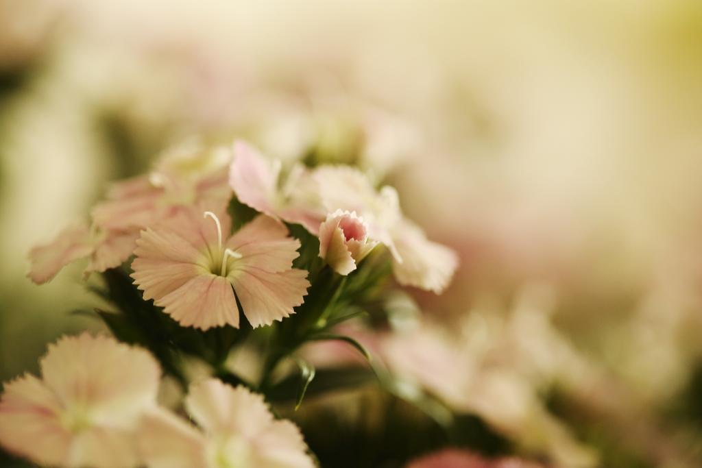 Blooming Lotus.Waterclouds.Hangzhou Extérieur photo